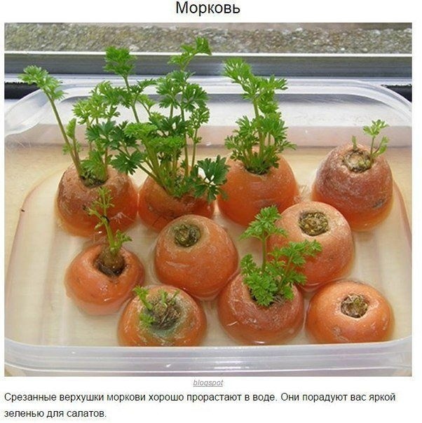 8 ОВОЩЕЙ,КОТОРЫЕ МОЖНО КУПИТЬ ОДИН РАЗ,А ПОТОМ ВЫРАЩИВАТЬ ВСЕГДА Очень легко всегда иметь свежую зелень на столе. Многие растения сразу же прорастают в воде и дают новый урожай. Попробуйте