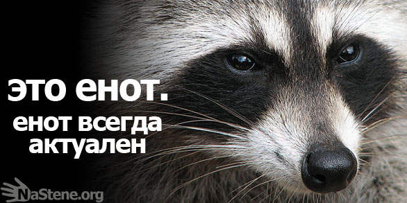 спасибо за внимание енот картинки демпси его супруга