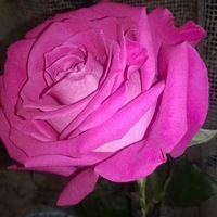 Оксана Фролова