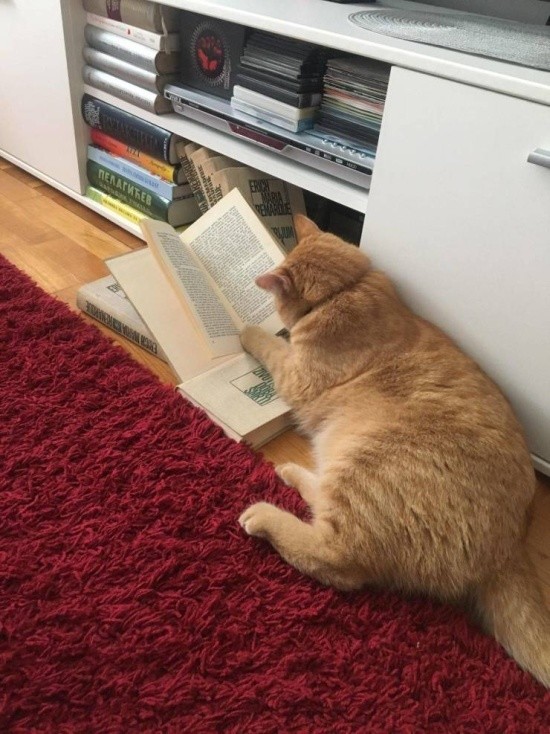 Барсик, ужинать! Сейчас,страничку дочитаю!!