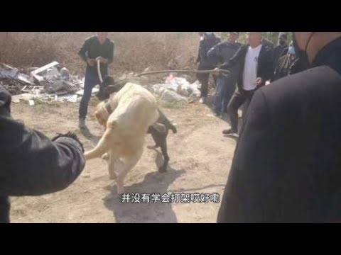中亚咬狼犬大战猛犬卡斯罗,一场非常激烈的战斗,结果很悬殊