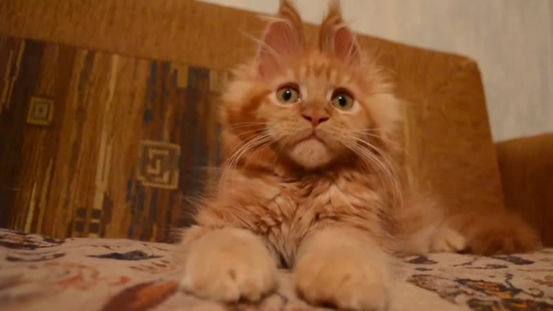 Котенок мейн - кун! Какая прелесть))